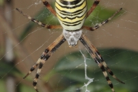 L'Argiope frelon ou Argiope fascie. Une femelle (Araneae - Araneidae - Argiope bruennichi)